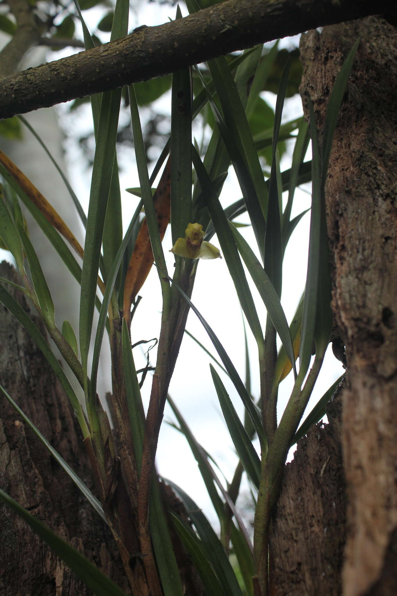 Imagem de Maxillaria meridensis Lindl.