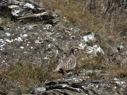 Image of Rock Partridge