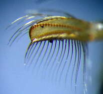 Image of Lesser water boatman