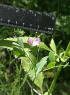 Image of wild pea