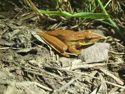 Image of Boana albopunctata (Spix 1824)