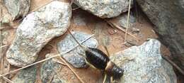 Image of Sierra Nevadan Saddle Bush-cricket