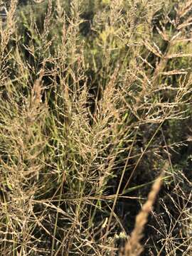 Plancia ëd Sporobolus pyramidatus (Lam.) Hitchc.