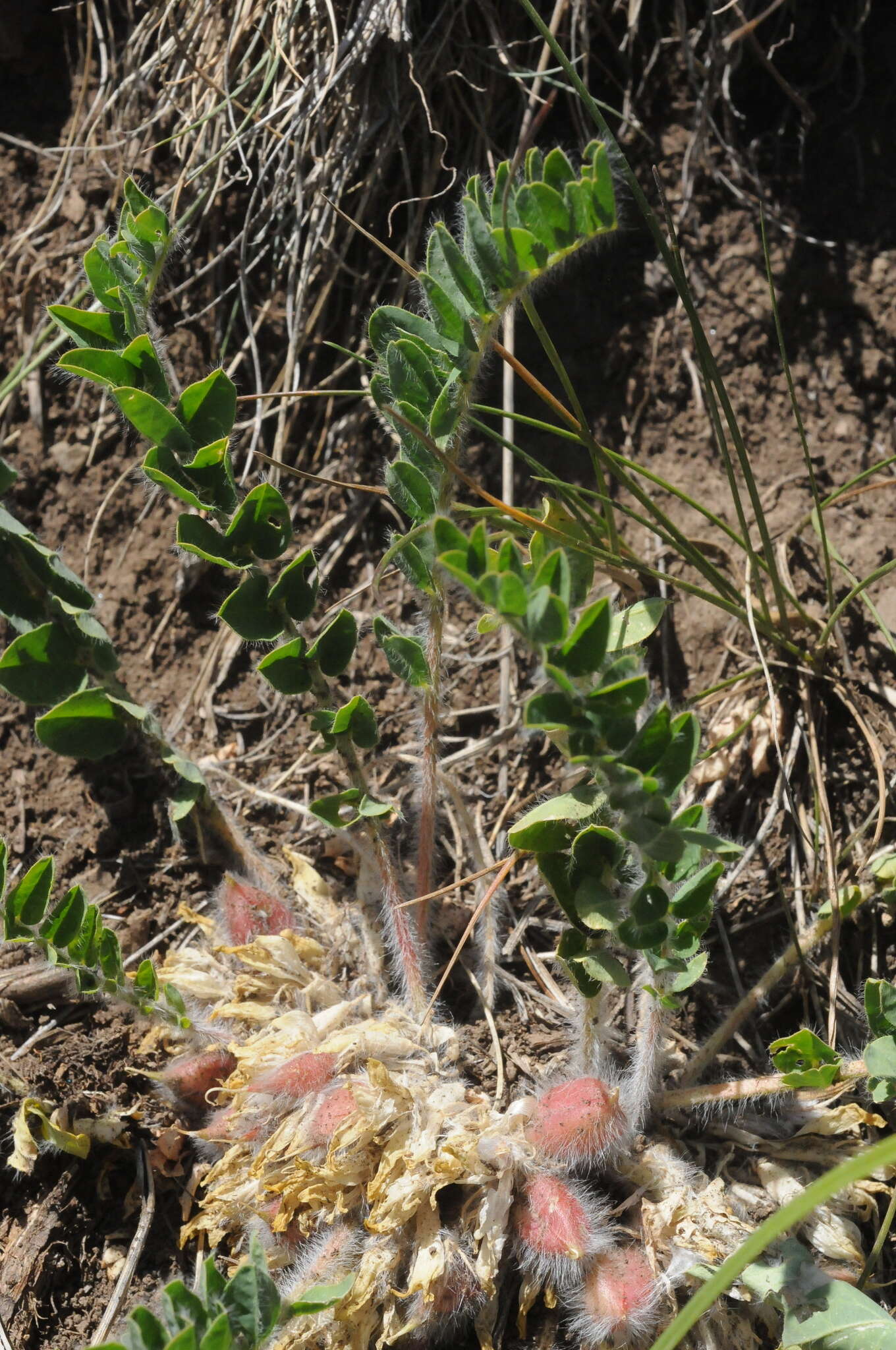 Imagem de Astragalus schanginianus Pall.