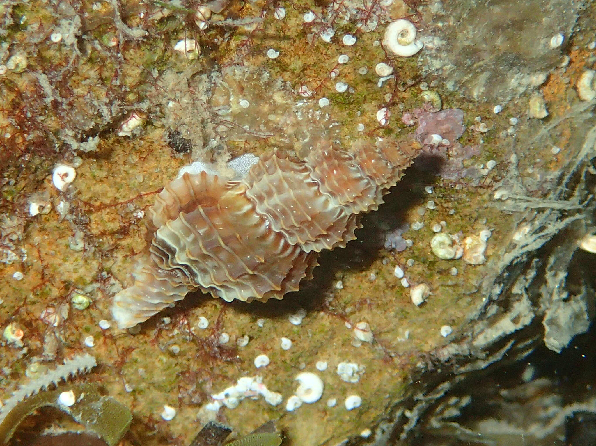 Image of Raphitoma horrida (Monterosato 1884)