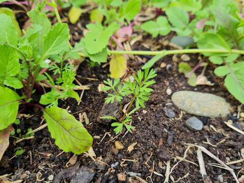 Imagem de Daucus carota subsp. sativus (Hoffm.) Schübl. & Martens