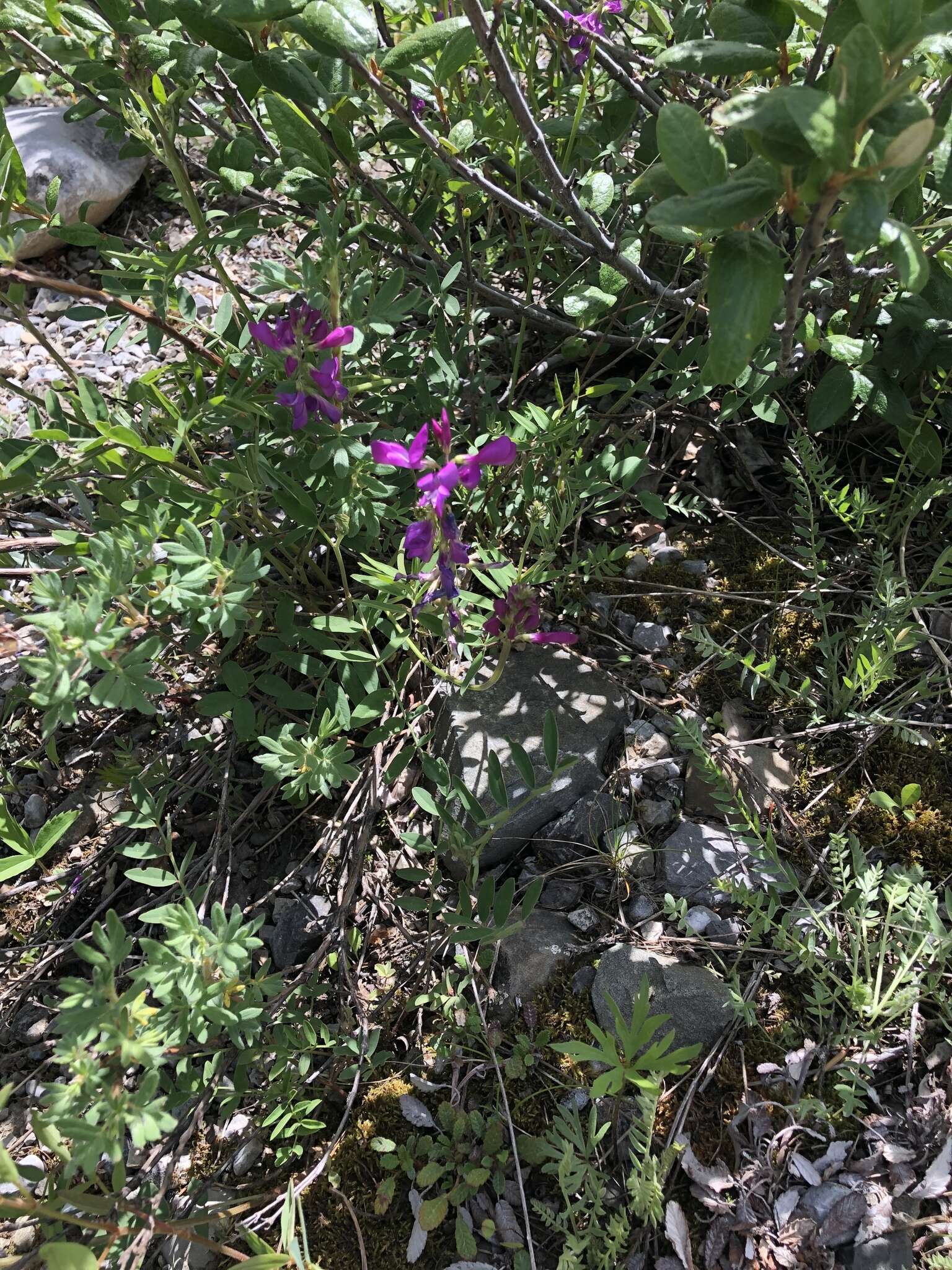 Image of Boreal Sweetvetch