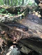 Image of Northern Gray-cheeked Salamander