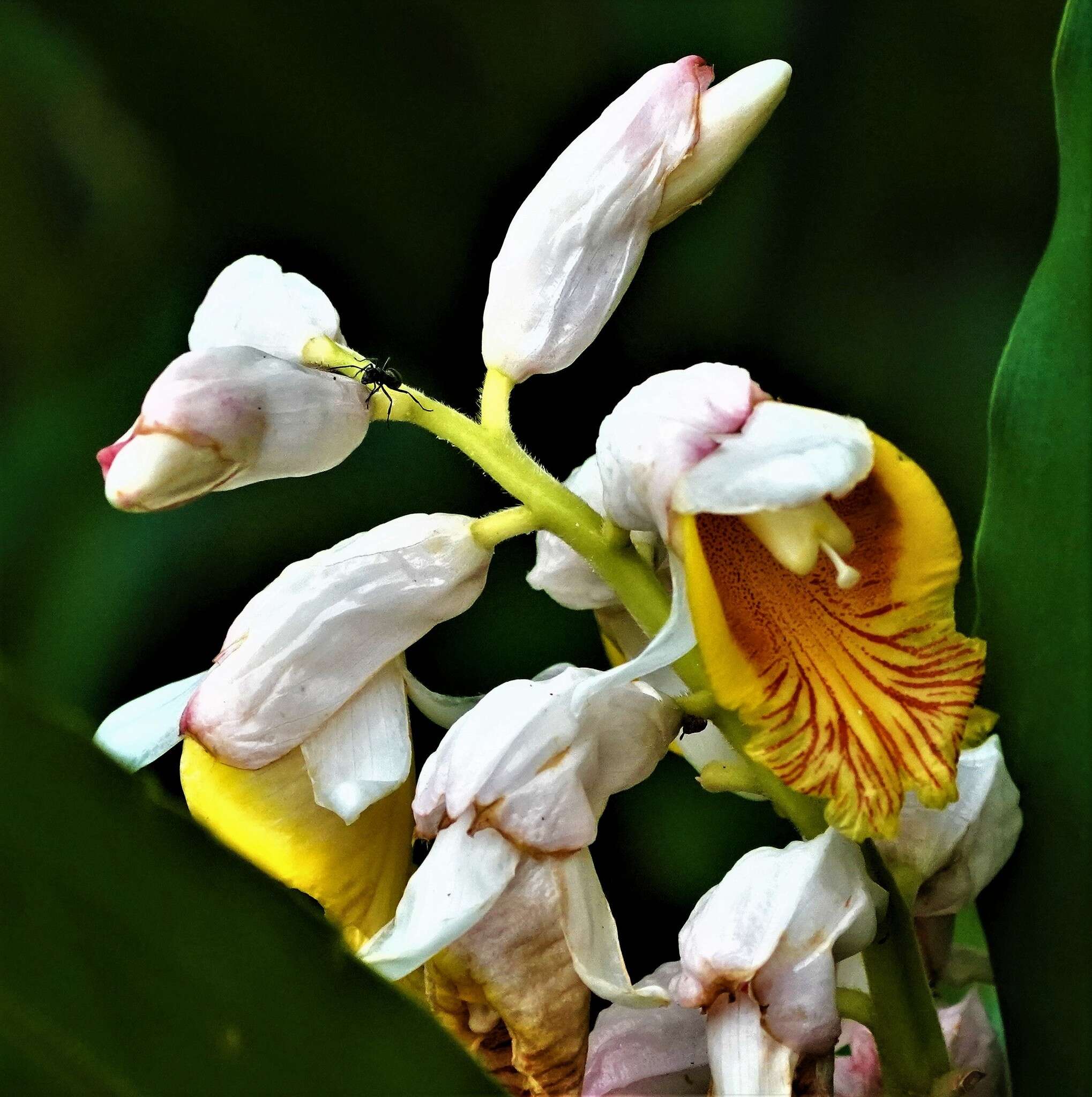 Image of Alpinia hainanensis K. Schum.