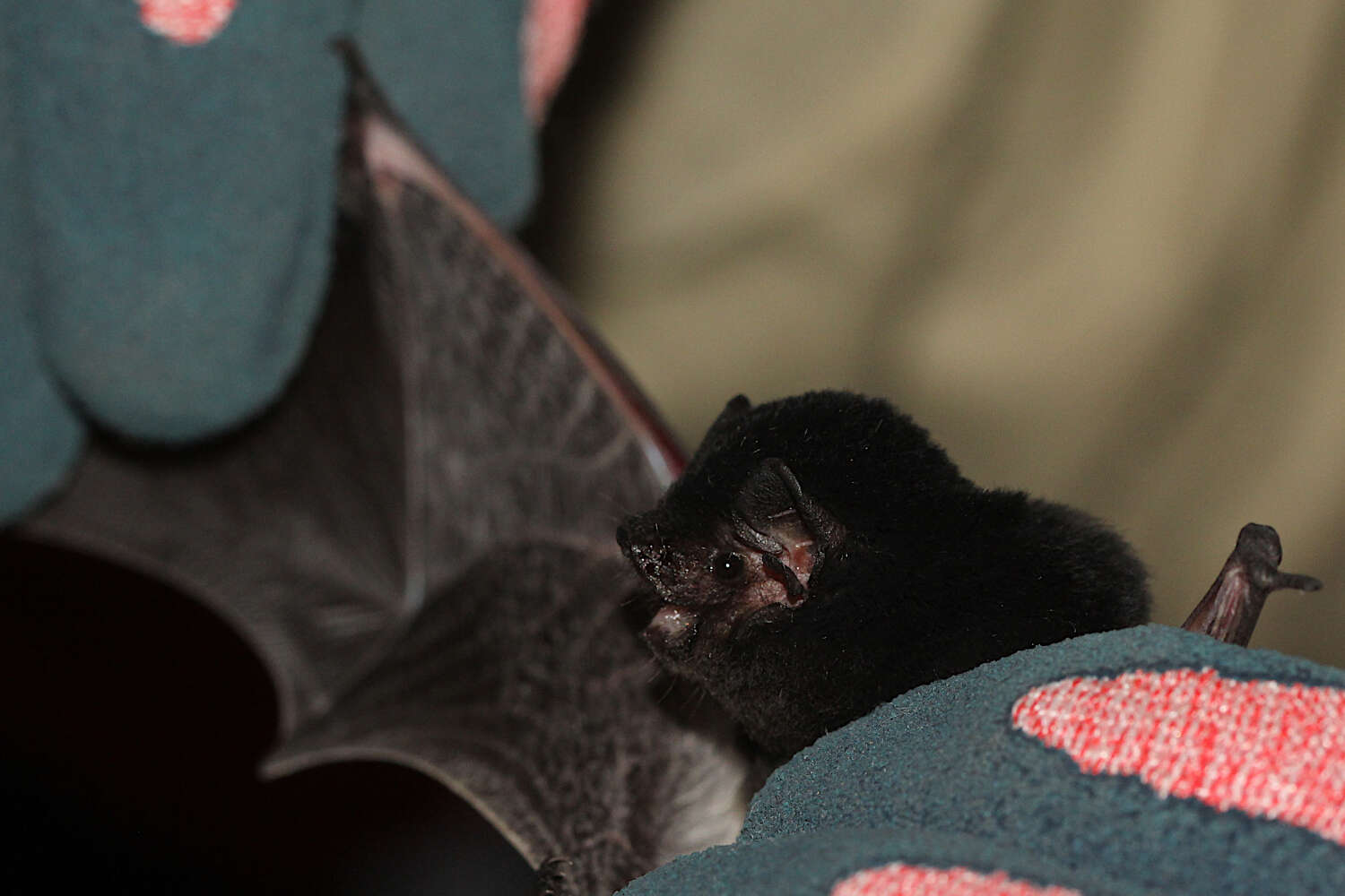 Image of Pied bats; Wattled bats.