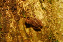 Image of Caretta Robber Frog