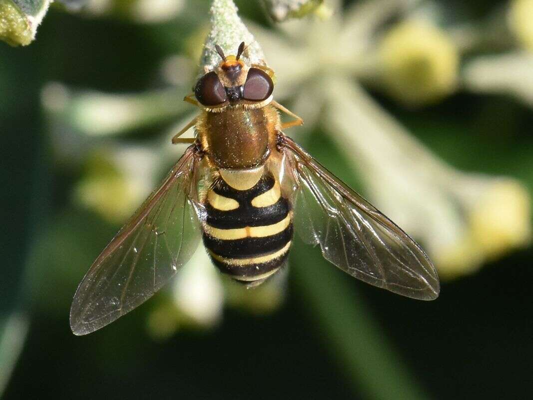 Image de Syrphus torvus Osten Sacken 1875