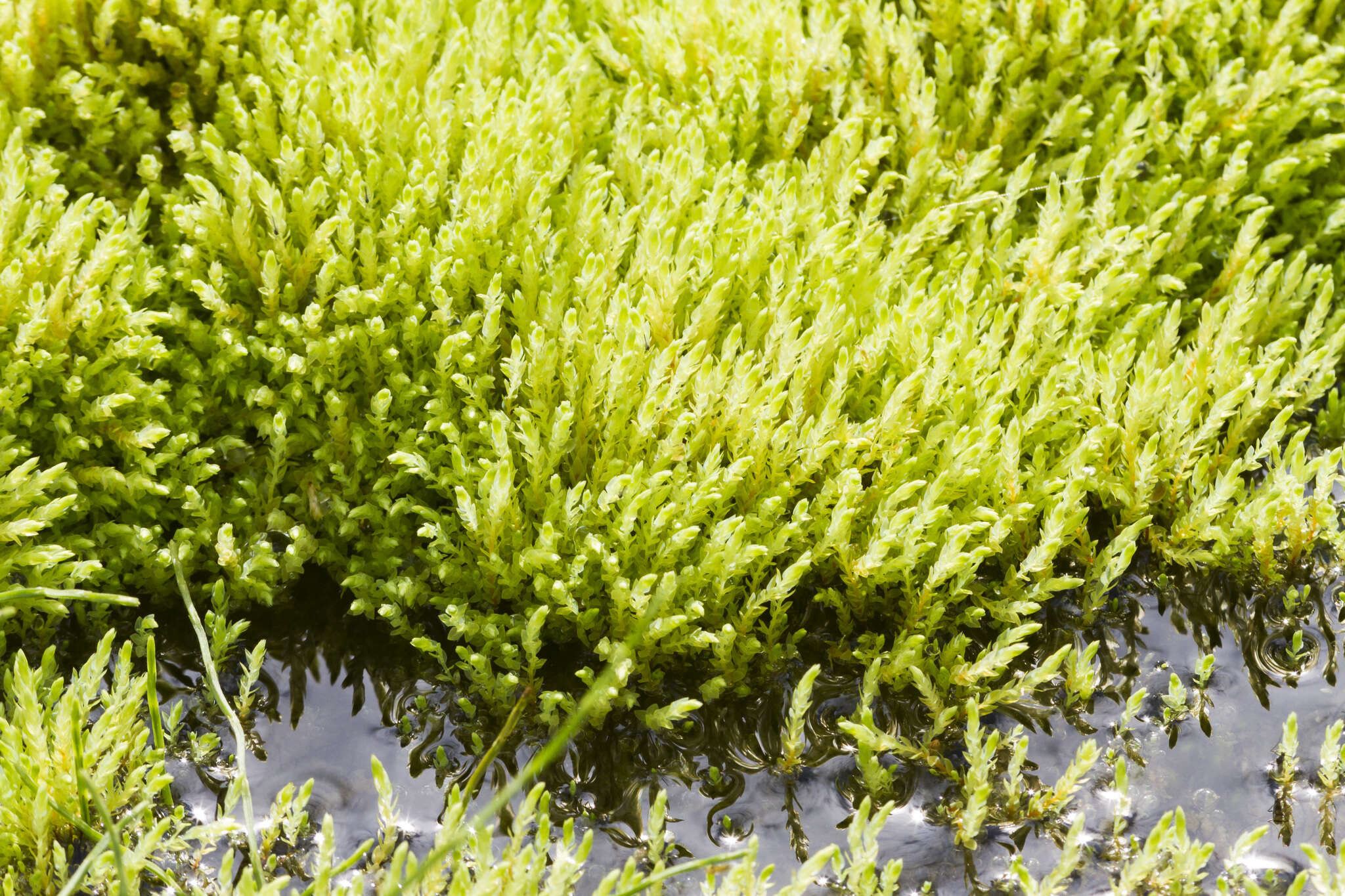 Image of Wahlenberg's pohlia moss