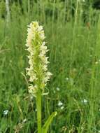 Dactylorhiza incarnata subsp. ochroleuca (Wüstnei ex Boll) P. F. Hunt & Summerh. resmi