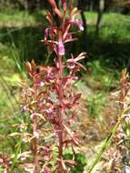 Image of Pacific coralroot