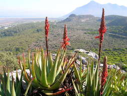 Aloe succotrina Weston resmi