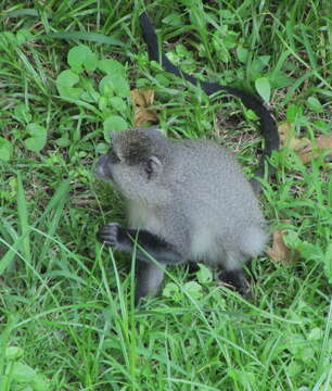 Imagem de Cercopithecus mitis labiatus I. Geoffroy Saint-Hilaire 1842