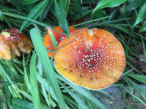 Image of Fly agaric