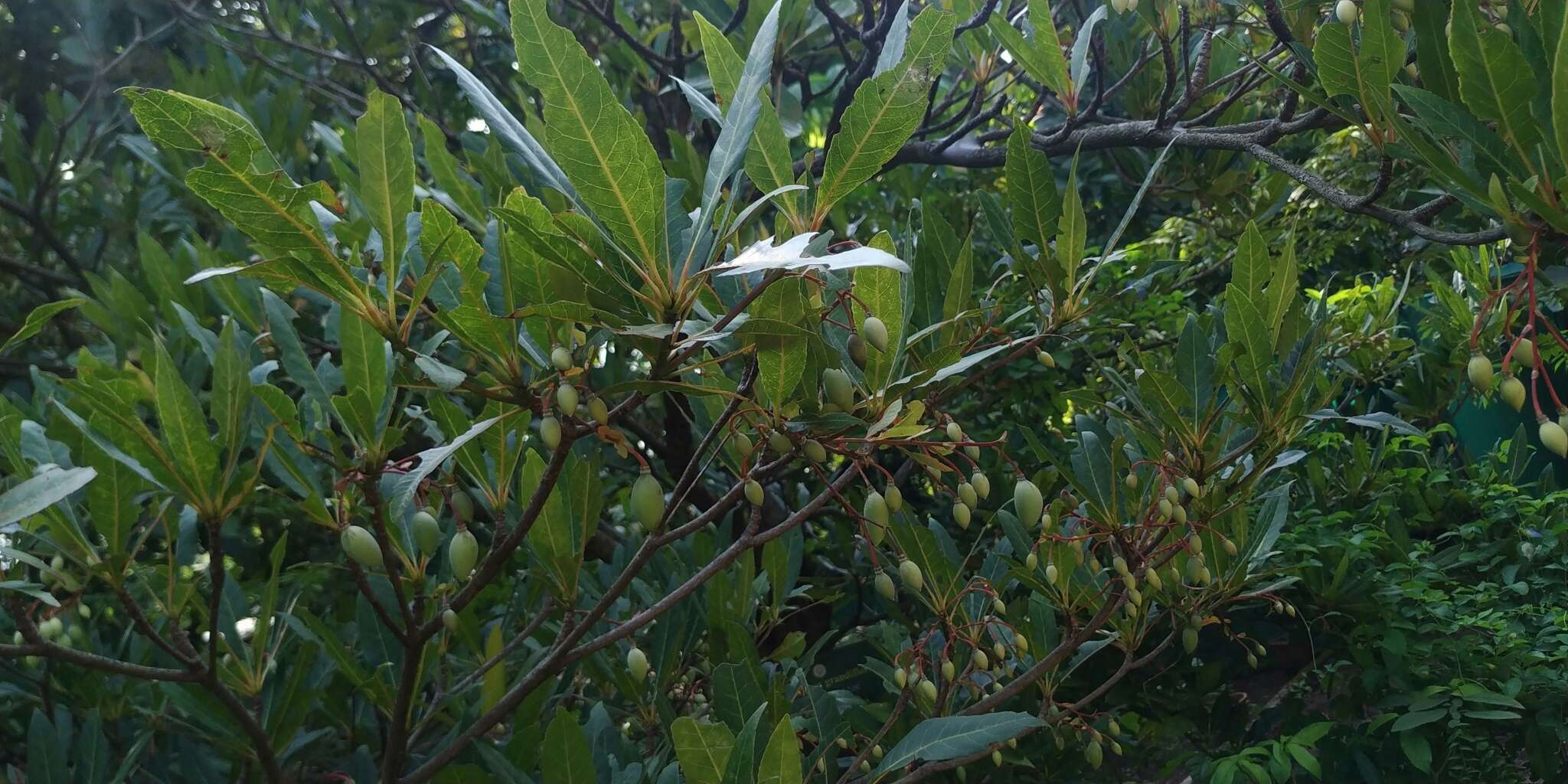 Image of Elaeocarpus grandiflorus J. E. Smith