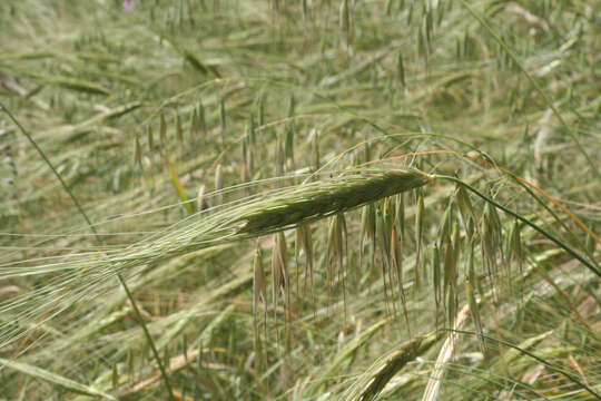 Image of Triticum dicoccoides (Asch. & Graebn.) Schweinf.