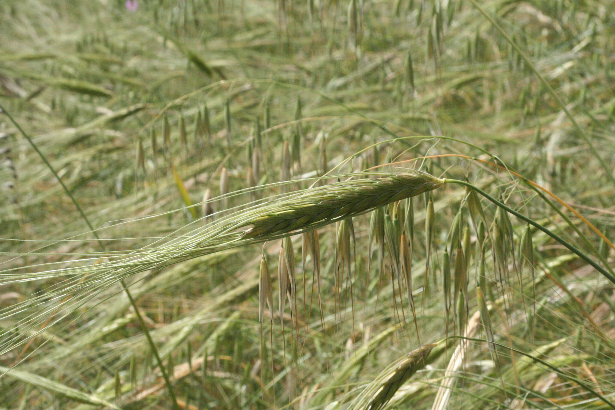 Plancia ëd Triticum dicoccoides (Asch. & Graebn.) Schweinf.