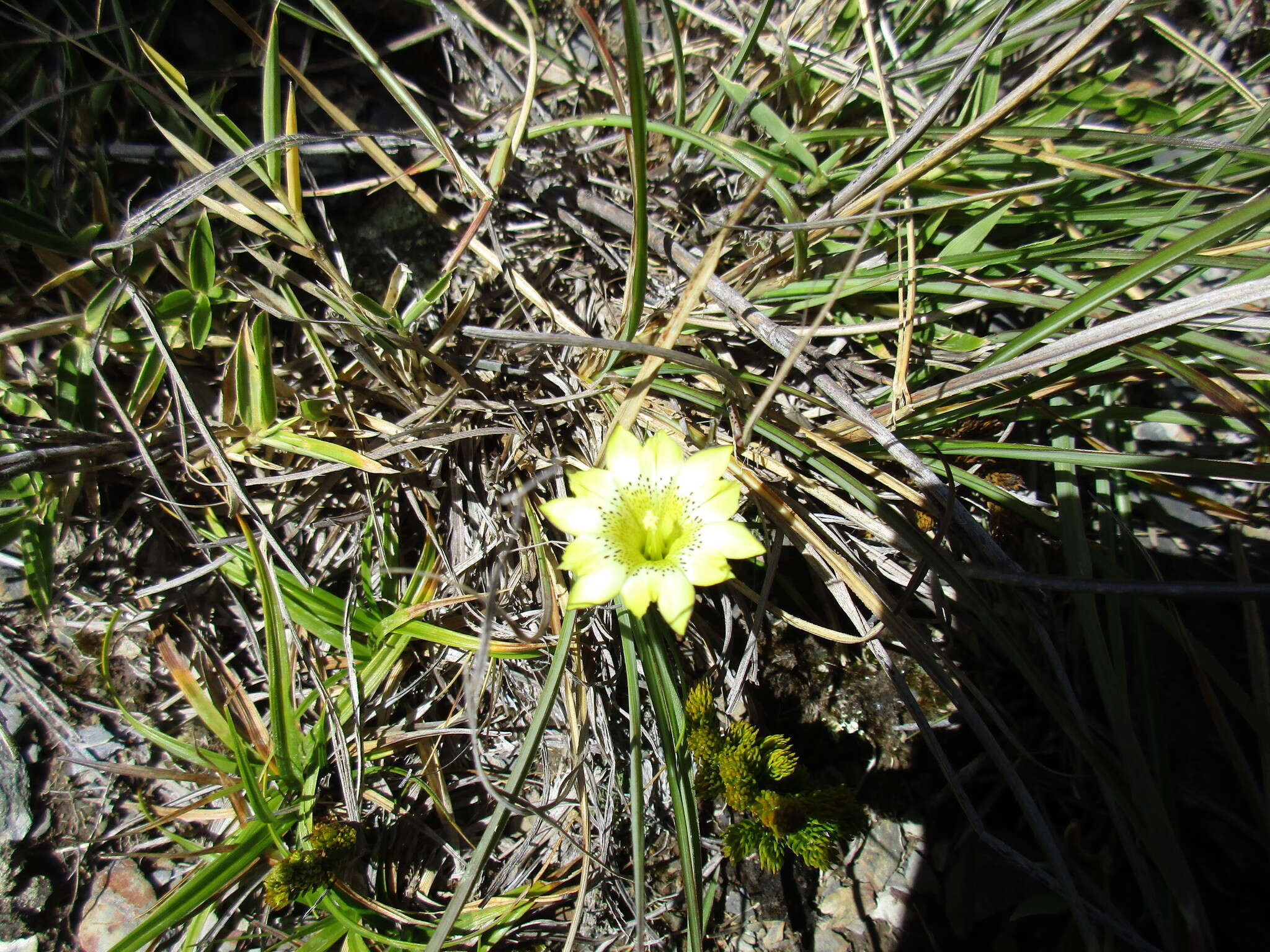 Image of Gentiana scabrida Hayata