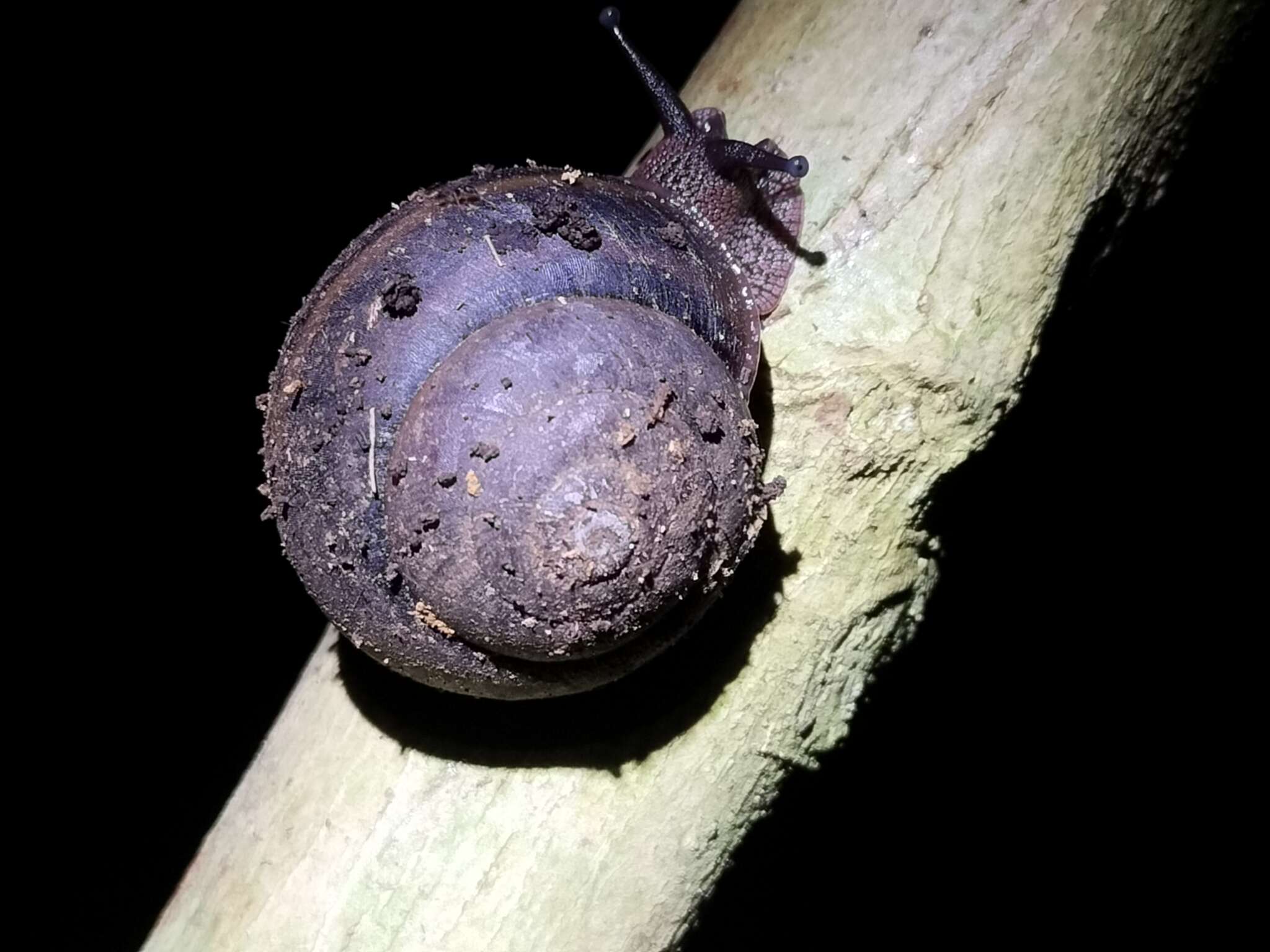 Image of Gnarosophia bellendenkerensis (Brazier 1875)