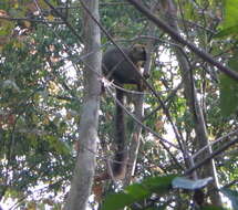 Image of Audebert's Brown Lemur
