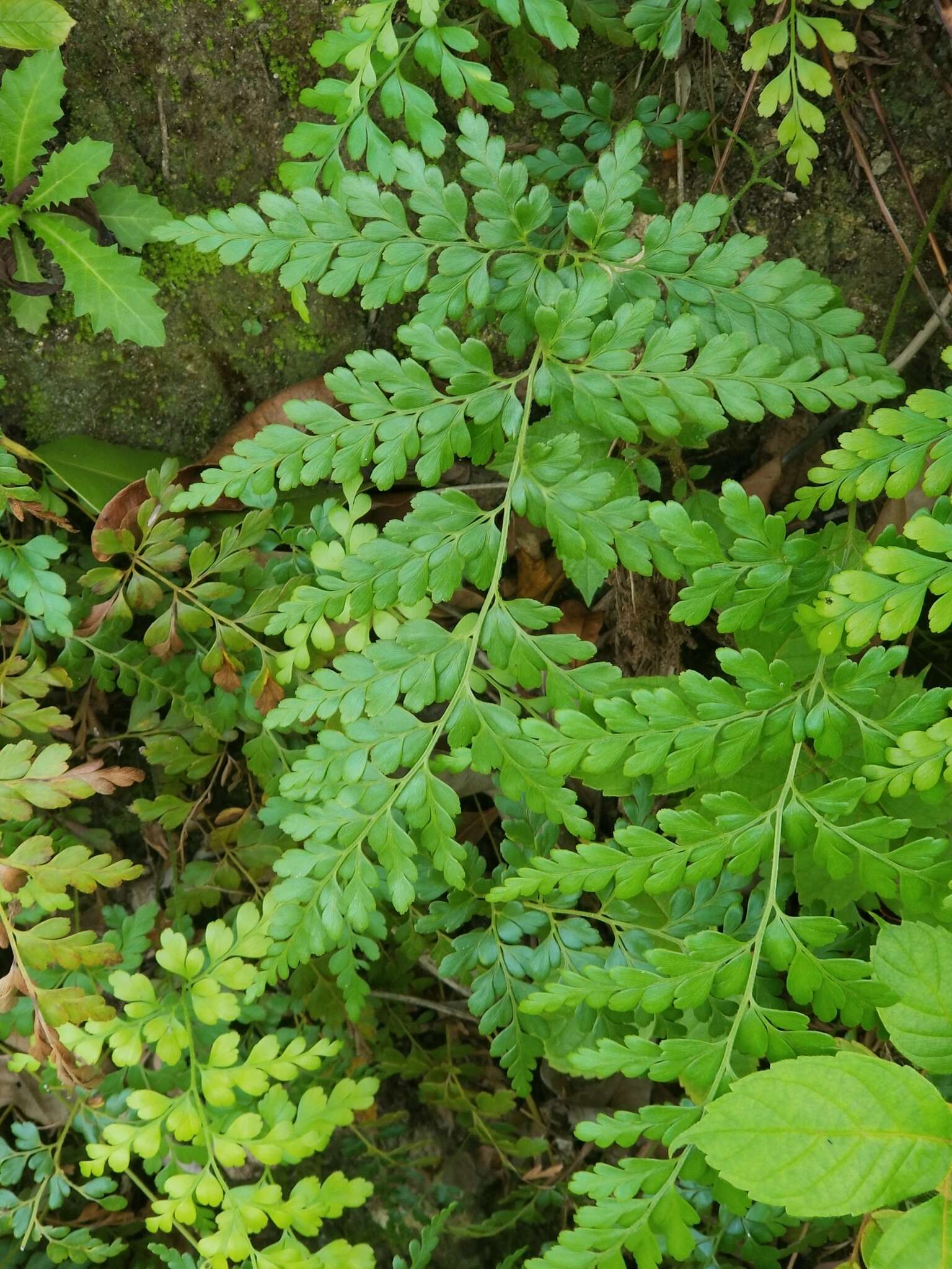 Image of pineland fern