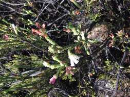 Image of Erica pectinifolia var. pectinifolia