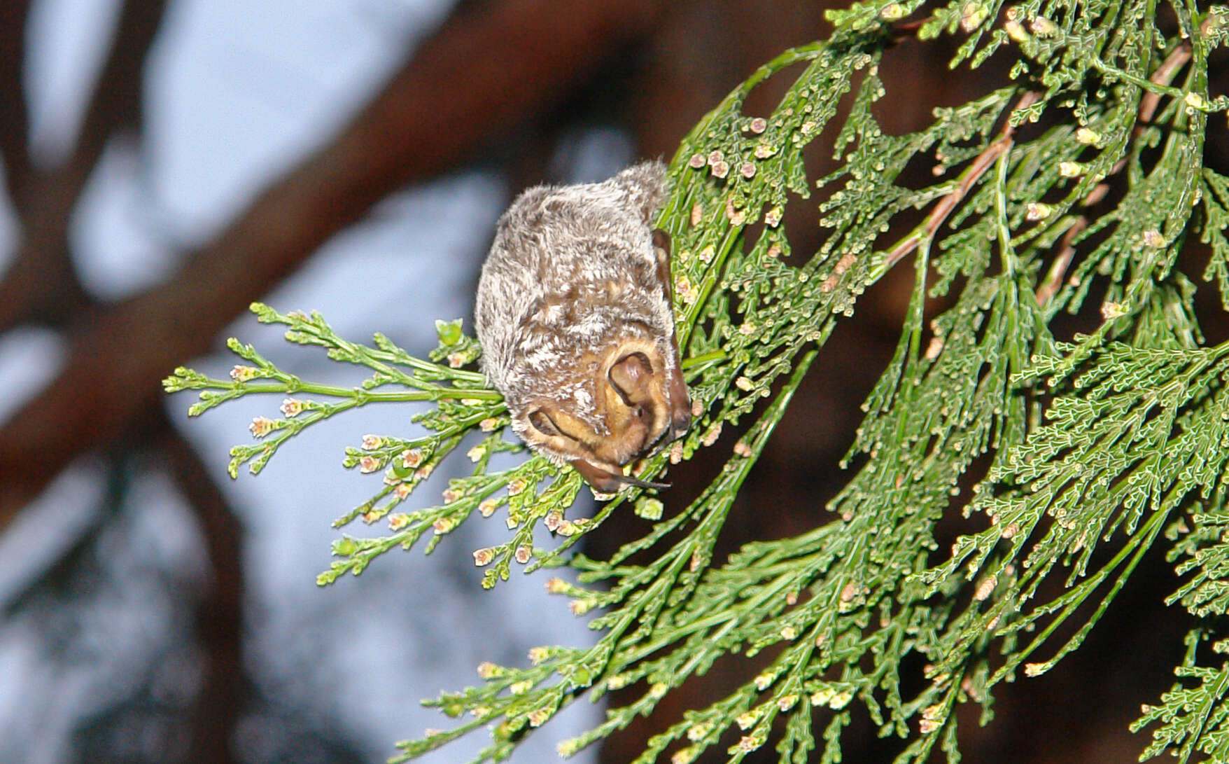 Image of Lasiurus cinereus cinereus (Palisot de Beauvois 1796)