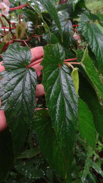 Image of Begonia malabarica Lam.