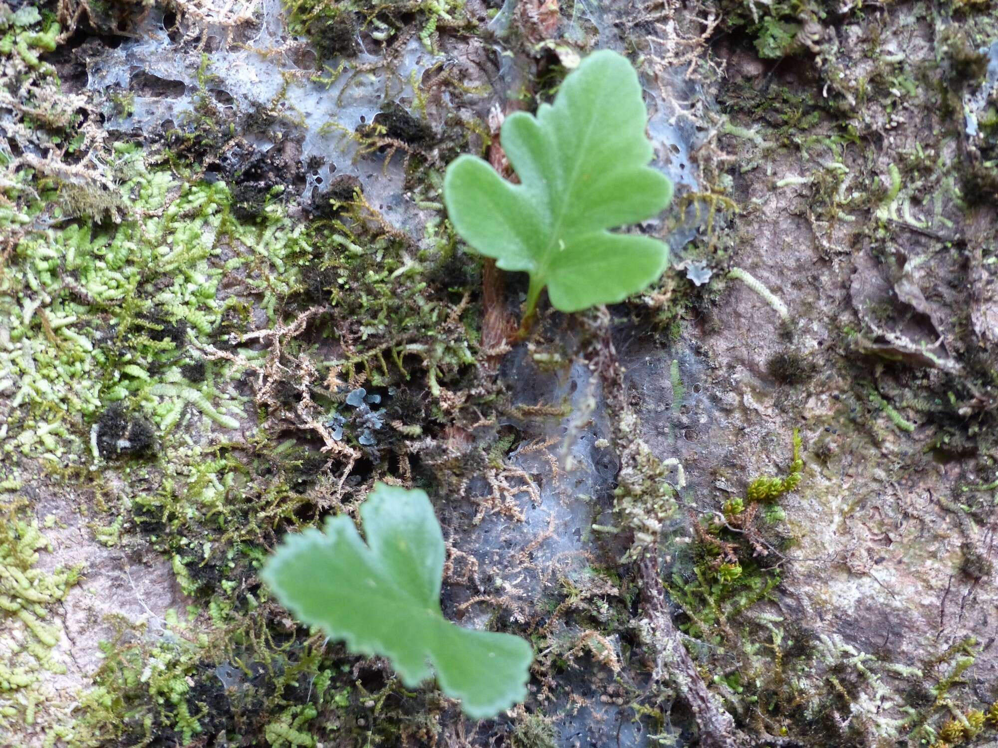 Image de Davallia repens (L. fil.) Kuhn