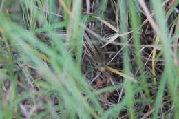 Image of Glass Lizards