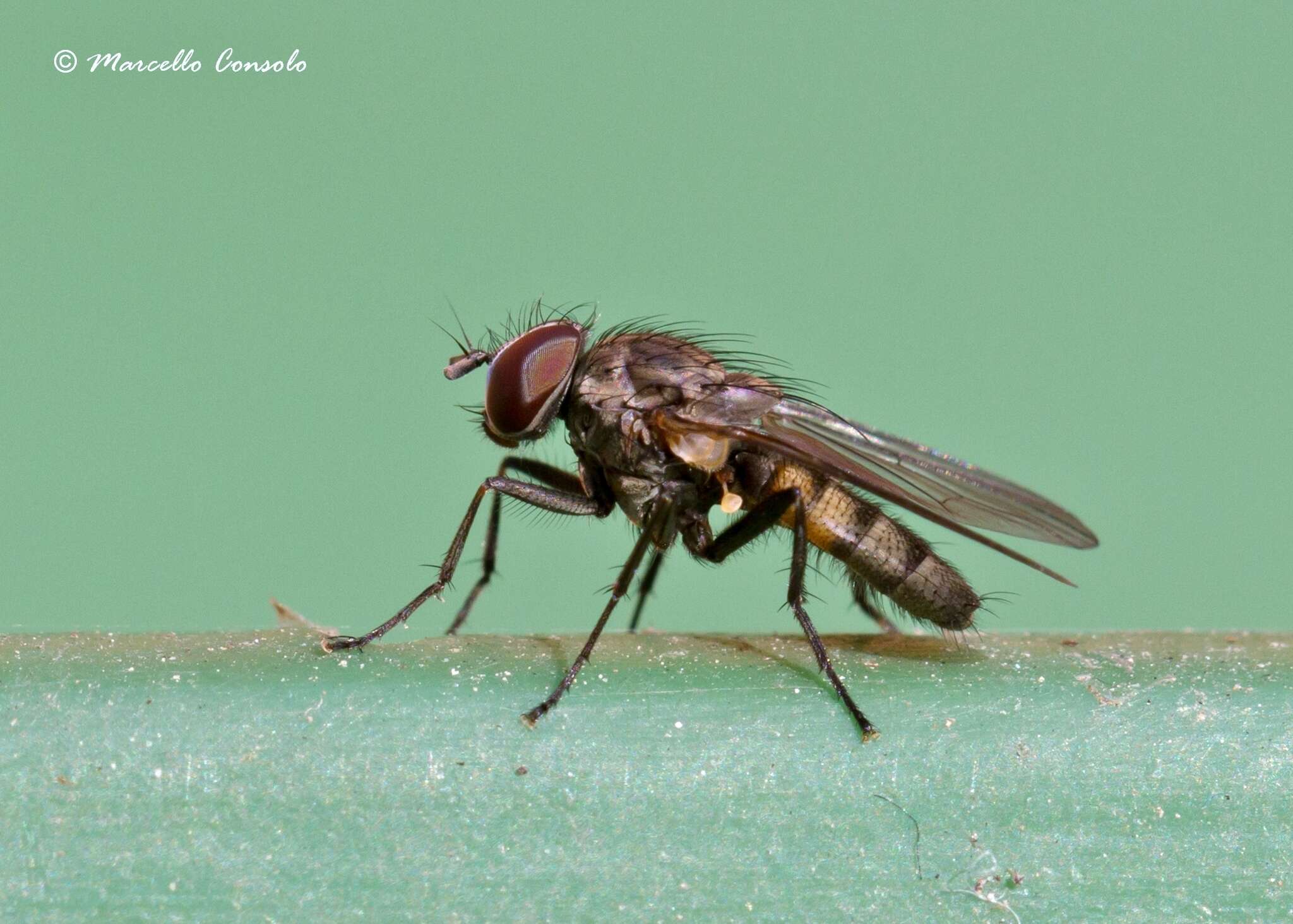 Fannia canicularis (Linnaeus 1761)的圖片