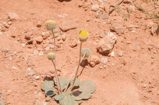 Sivun Encelia nutans Eastw. kuva