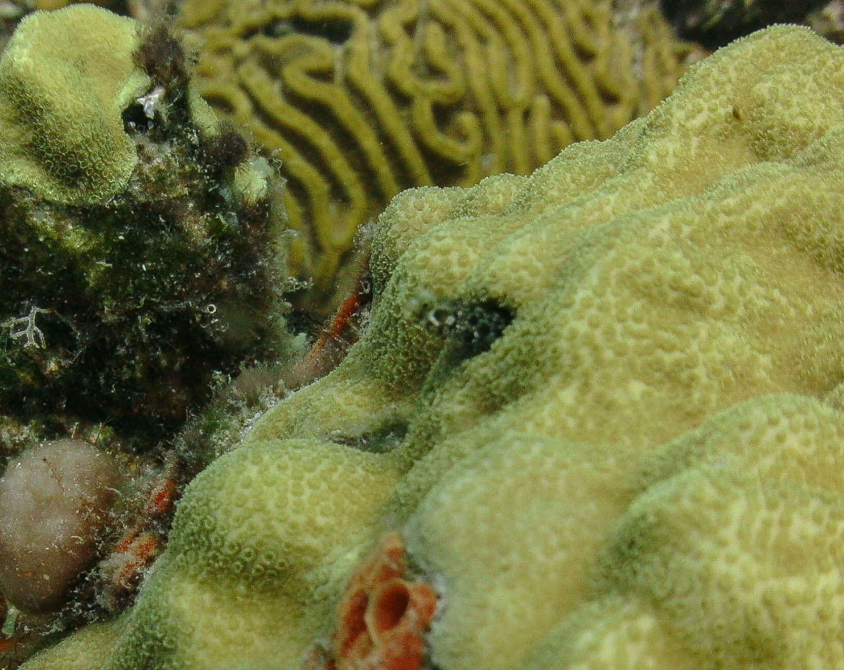 Image of Spiny blenny