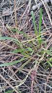 Image of pineland rayless goldenrod