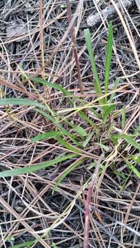 Image of pineland rayless goldenrod