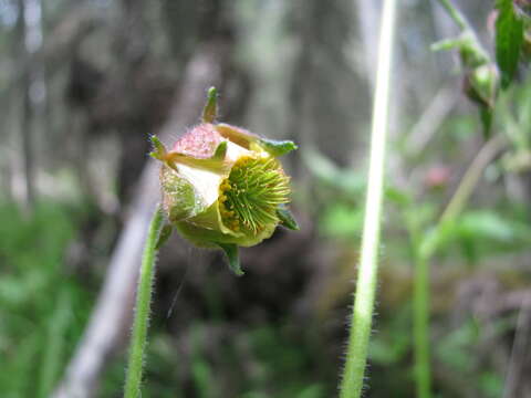 Image of Water Avens