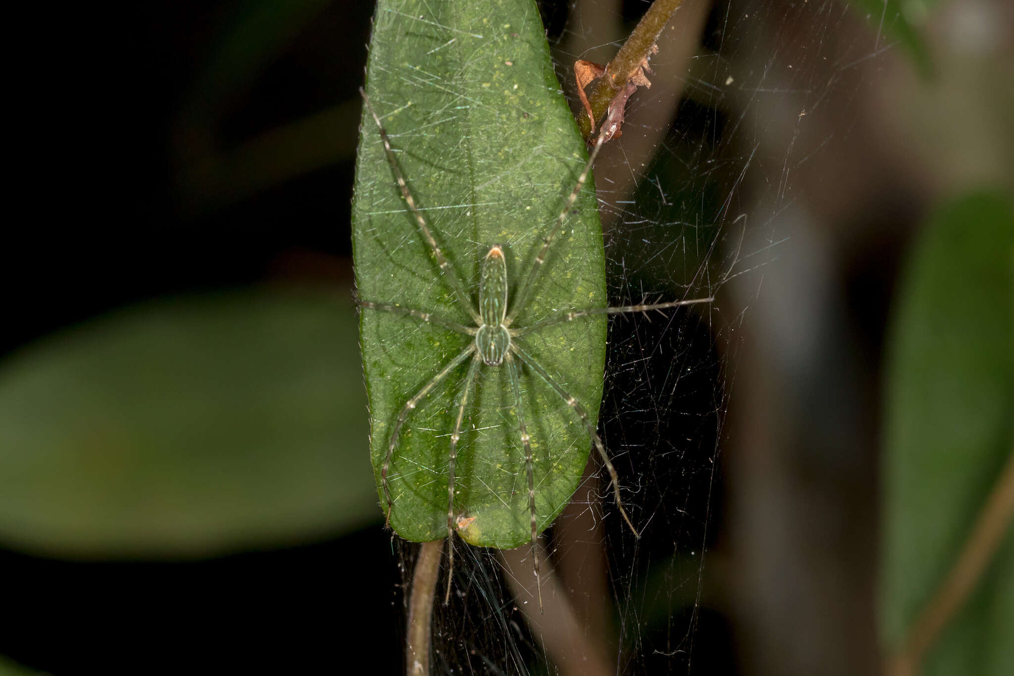 Image of Hygropoda lineata (Thorell 1881)