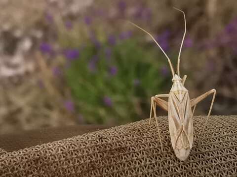 Image of Miridius longiceps Wagner 1955