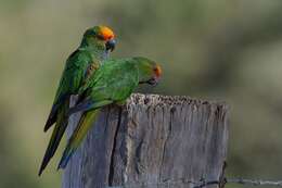 Image of Golden-capped Conure