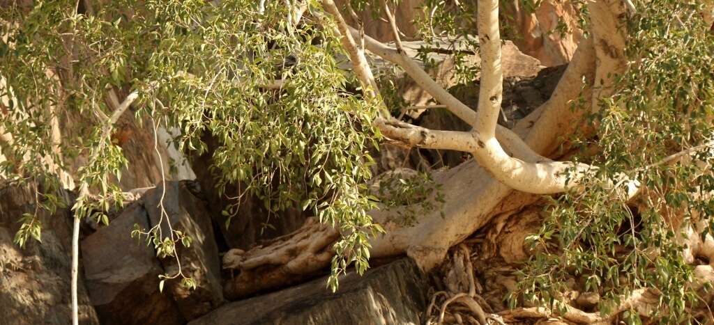 Image of Ficus cordata Thunb.