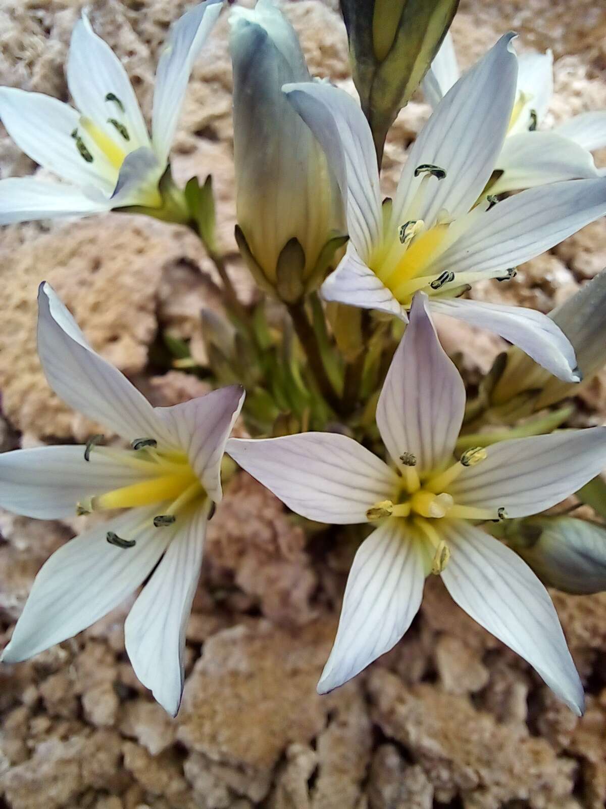 Image of Gentianella multicaulis (Gillies ex Griseb.) Fabris