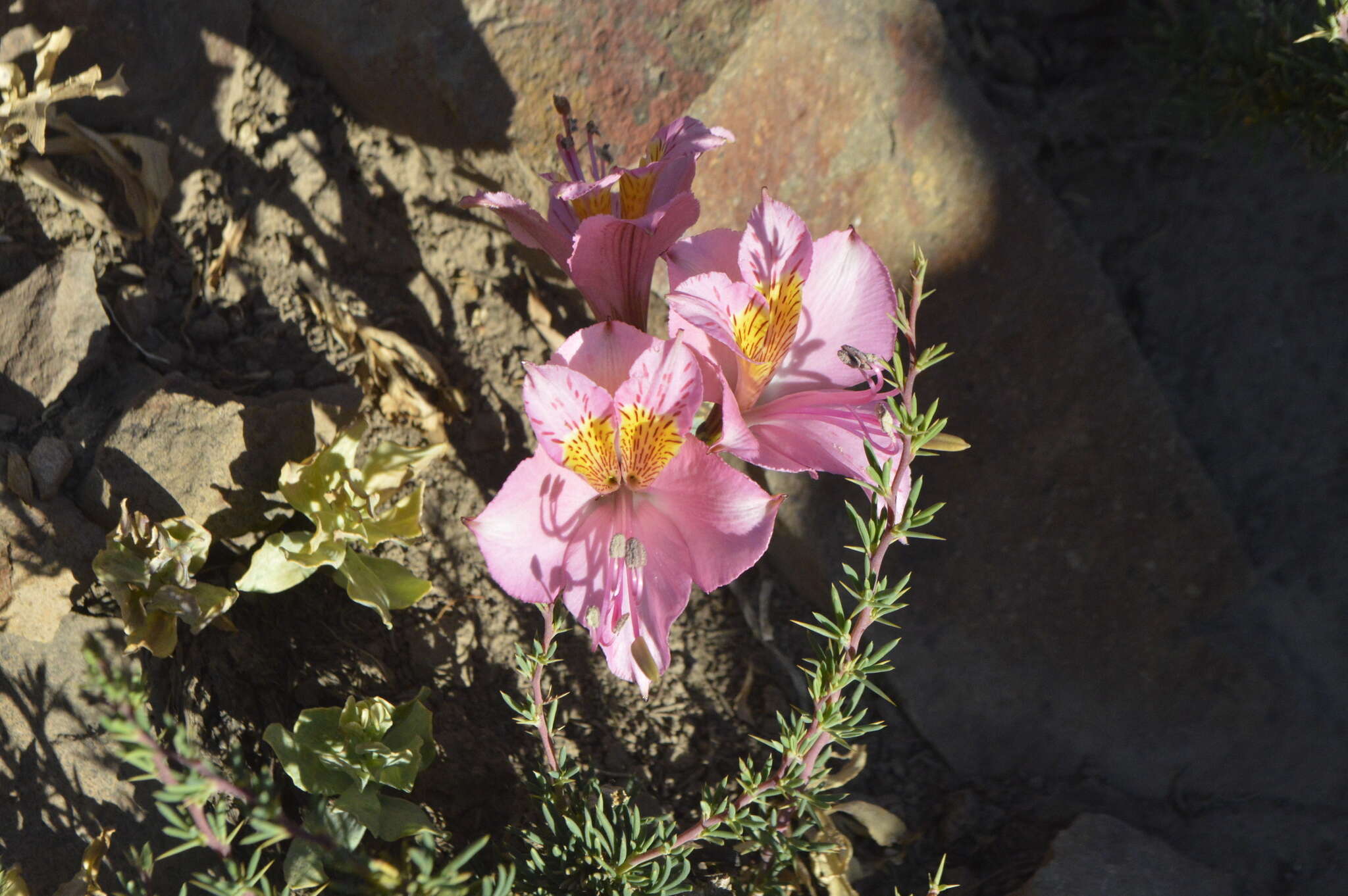 Image of Alstroemeria exserens Meyen