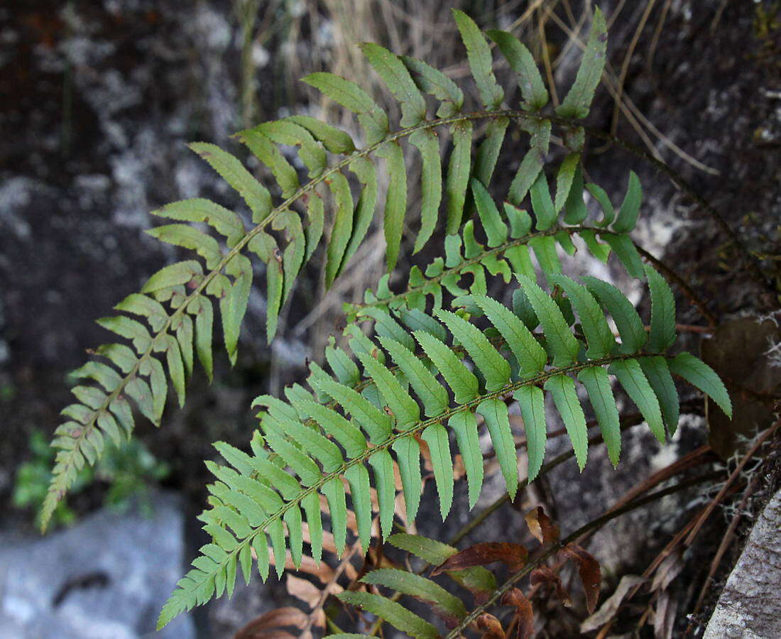 Image of Polystichum falcinellum (Sw.) C. Presl