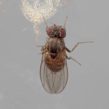 Imagem de Drosophila melanica Sturtevant 1916