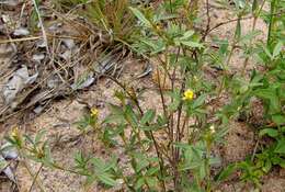 Image of shrubby pencilflower