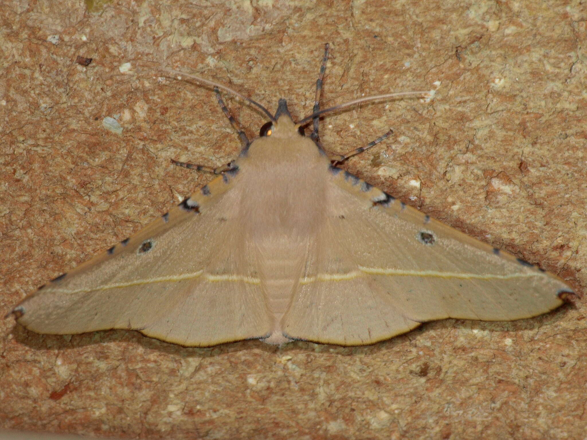 Image of Oenochroma pallida Warren 1898